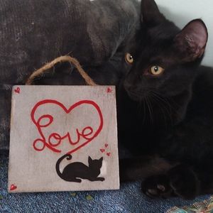 Love Cat